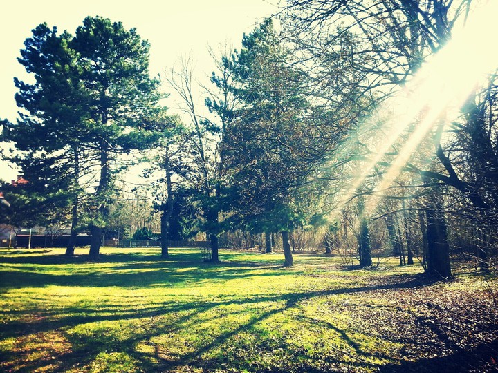 Spring Meadow