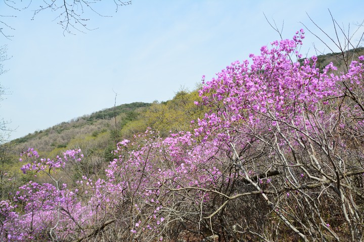 고려산의봄이미지