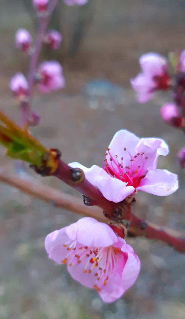 hello spring