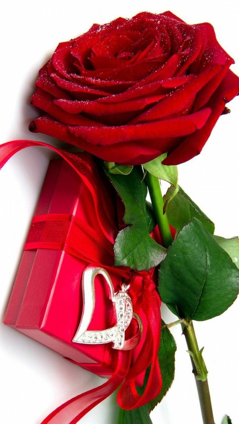 rose day