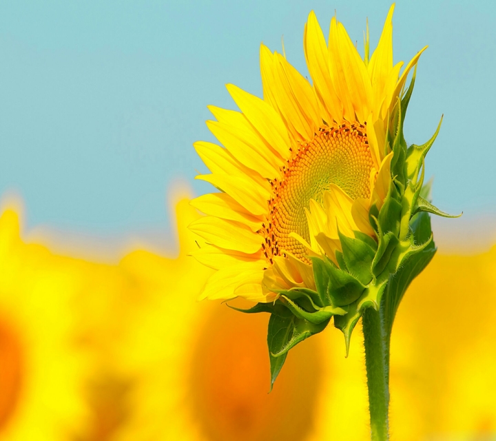 Sunflower