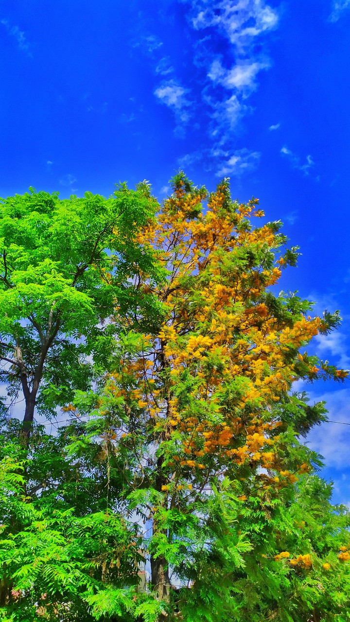 green tree