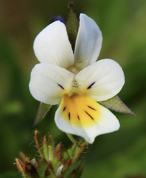 petal, euphrasia duvar kağıtları