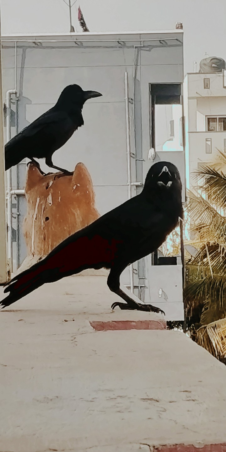 The Curious Crow