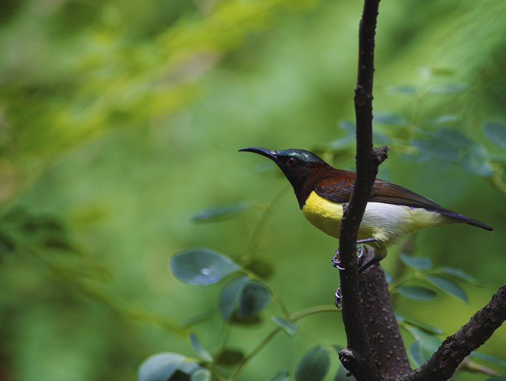 Bird