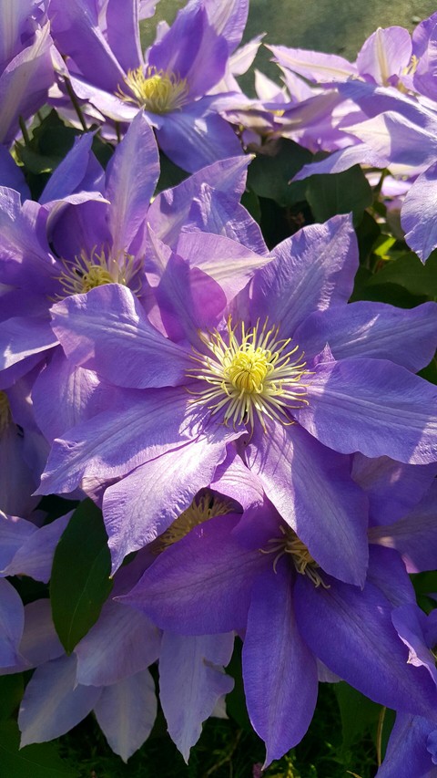flowers