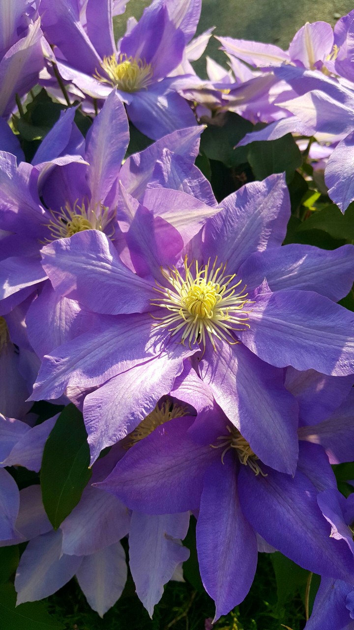 flowers