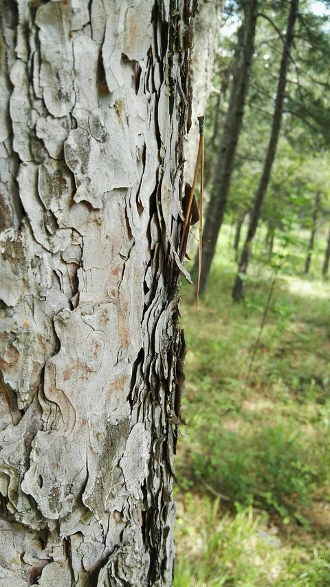 wood