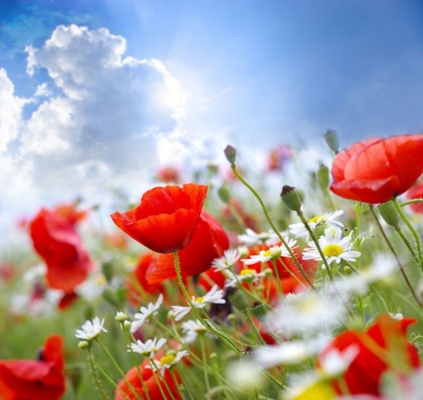 Flowers