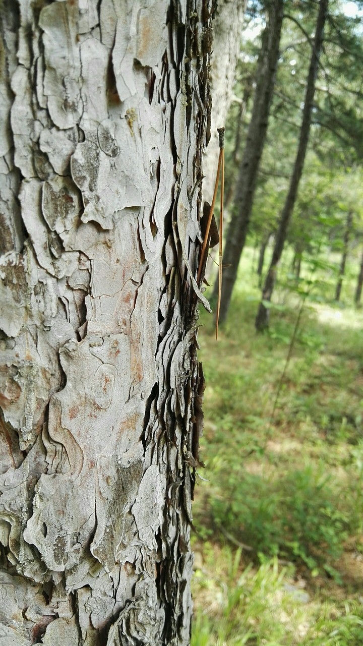 wood