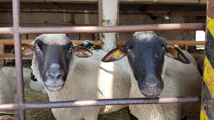 sheep