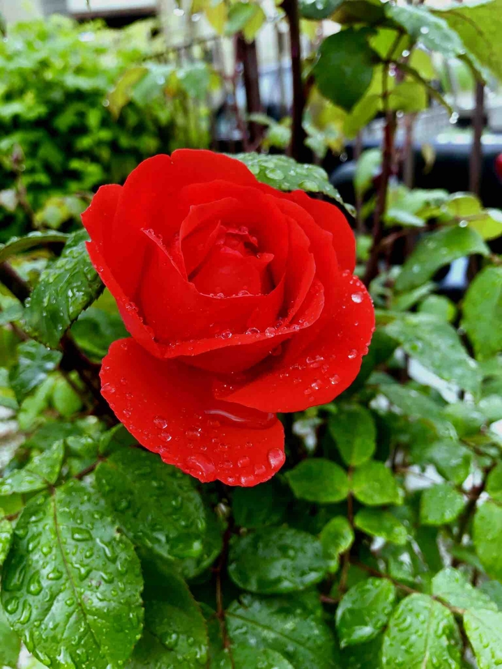 red rose