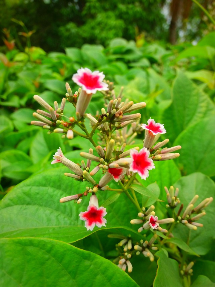 flower
