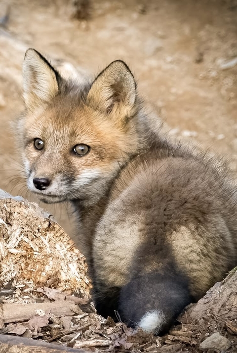 Fox