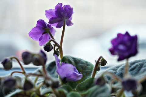 Violet