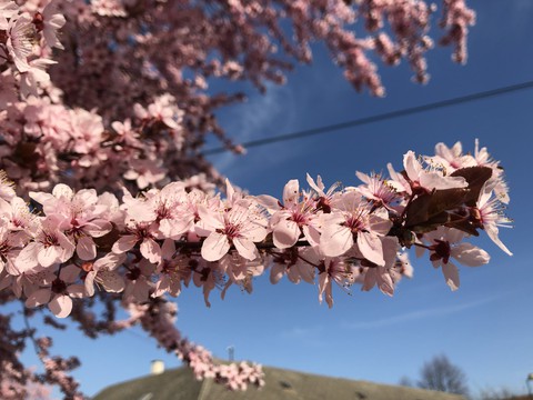 Blossom
