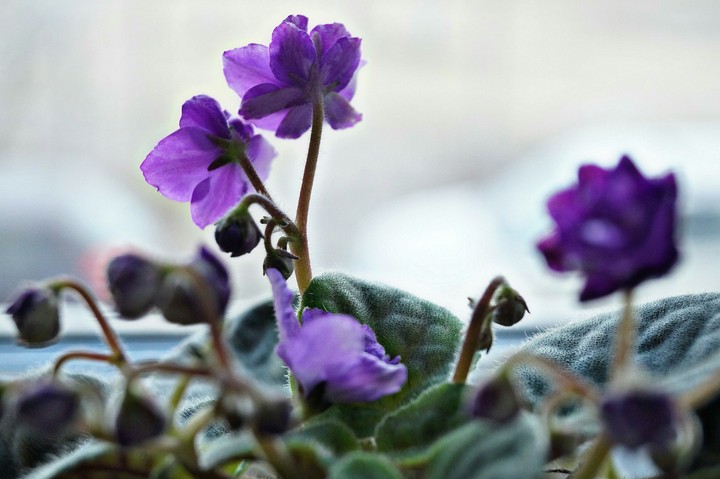 Violet