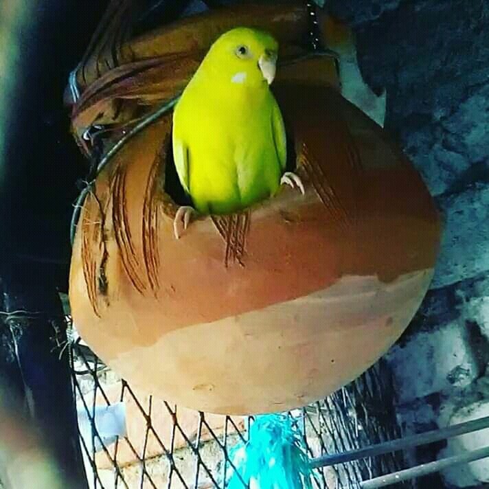 Bodri bird?