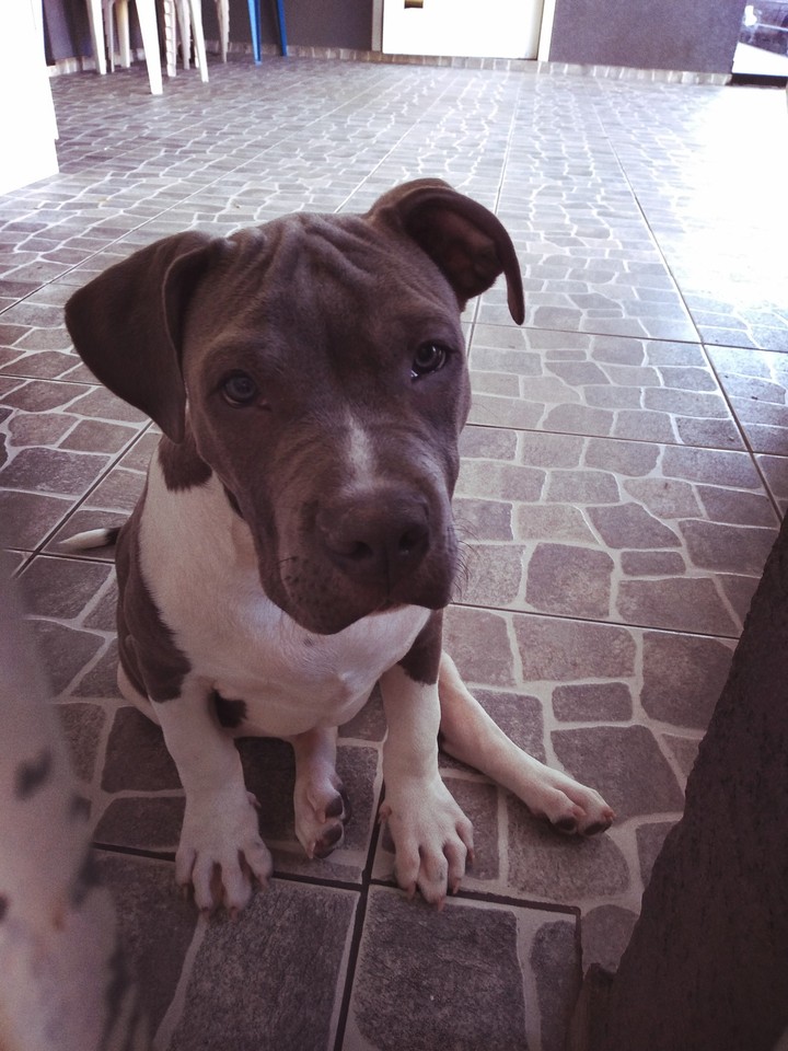 Pitbull filhote