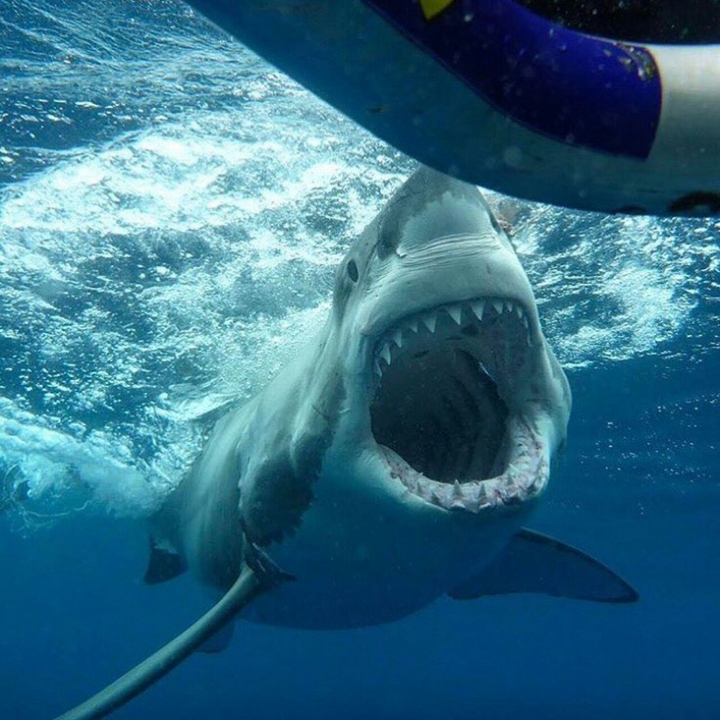 Tiburón