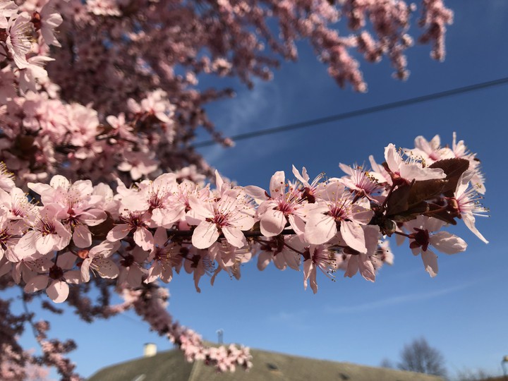 Blossom