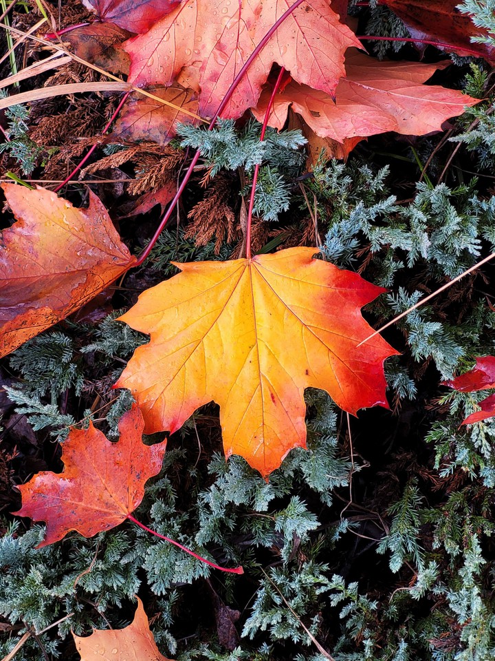 Autumn Leaves