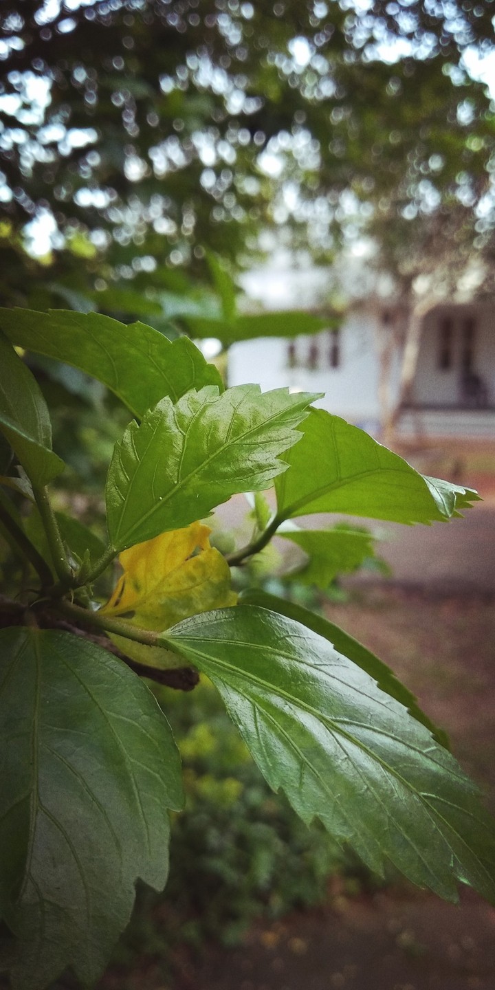 plant