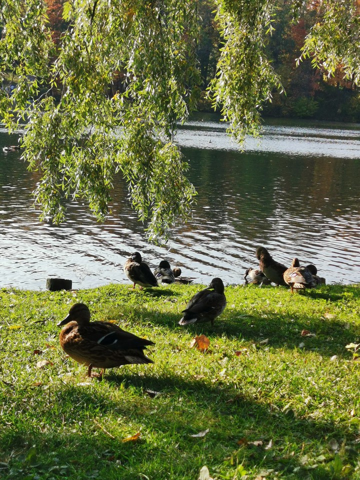 Ducks