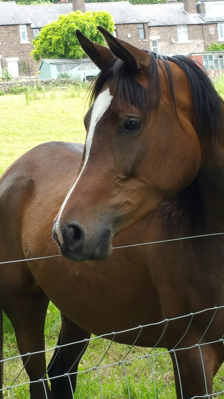 Brown horse