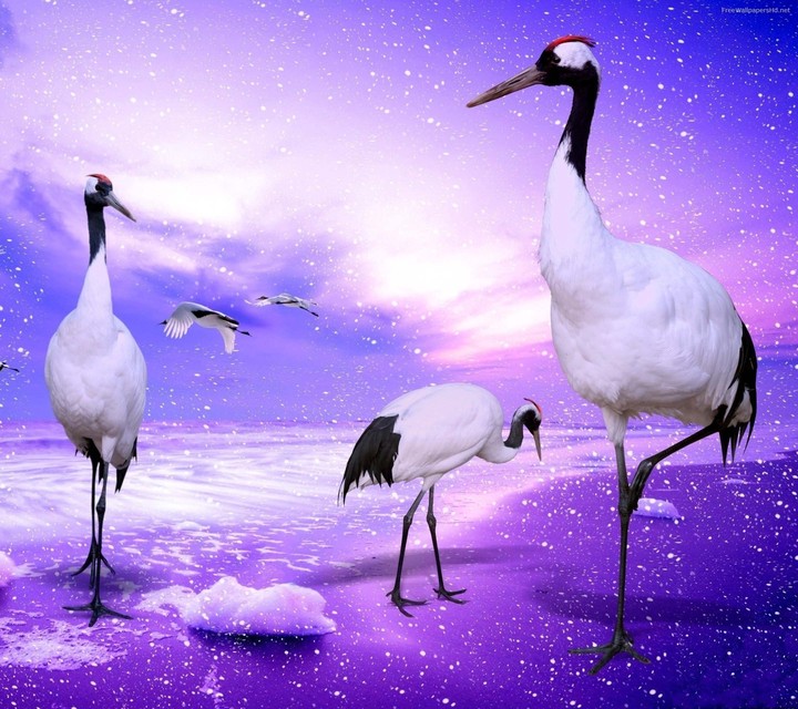birds