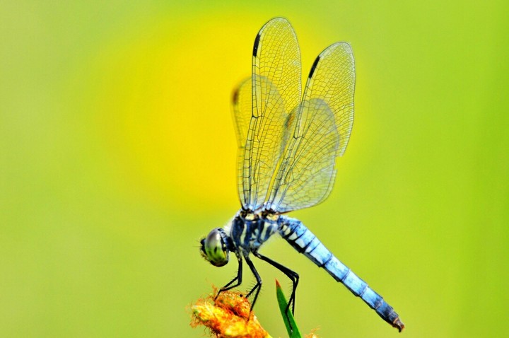 Libelle