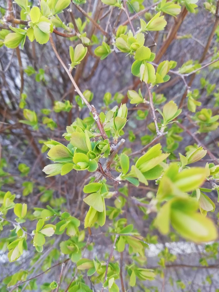 Spring