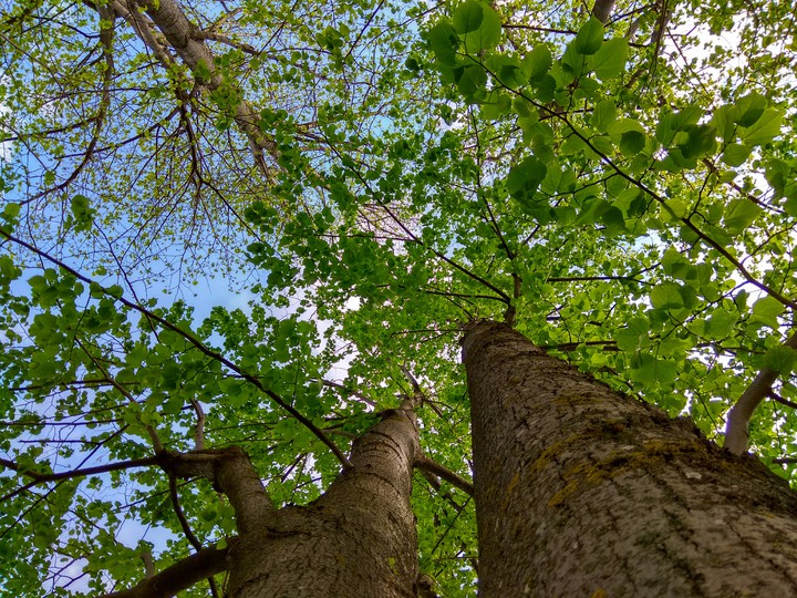 Green Esence