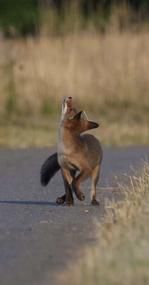 Fox, Vertebrate, Terrestrial_animal
