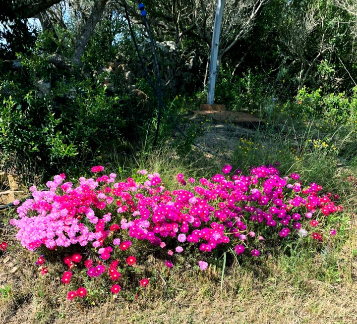 Fiori