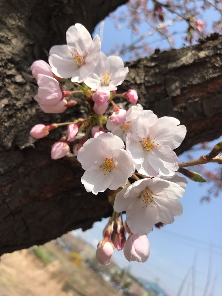 벚꽃