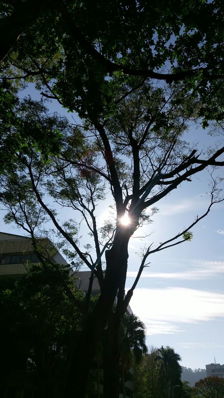 morning sun