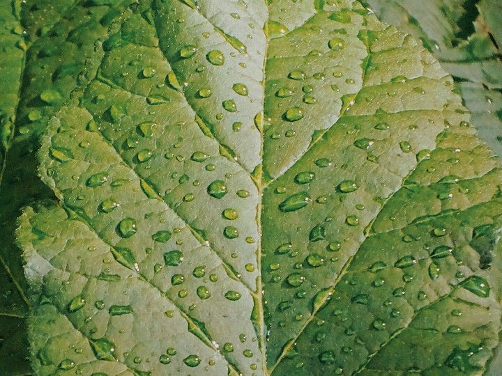 green leaf