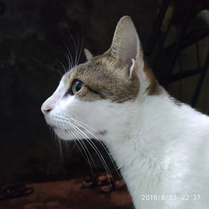 cat