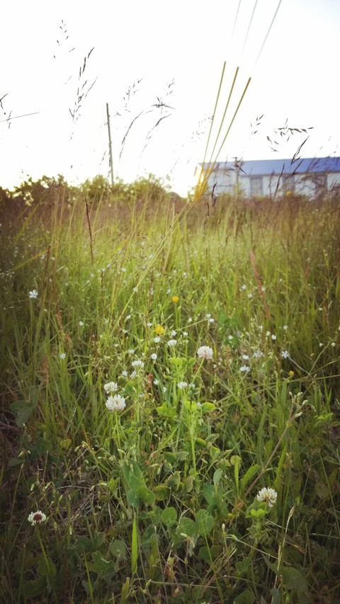 tall grass