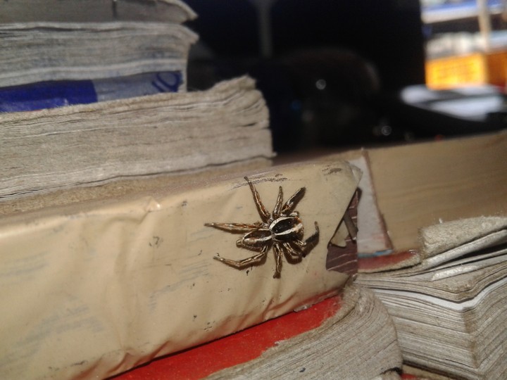 spid......3