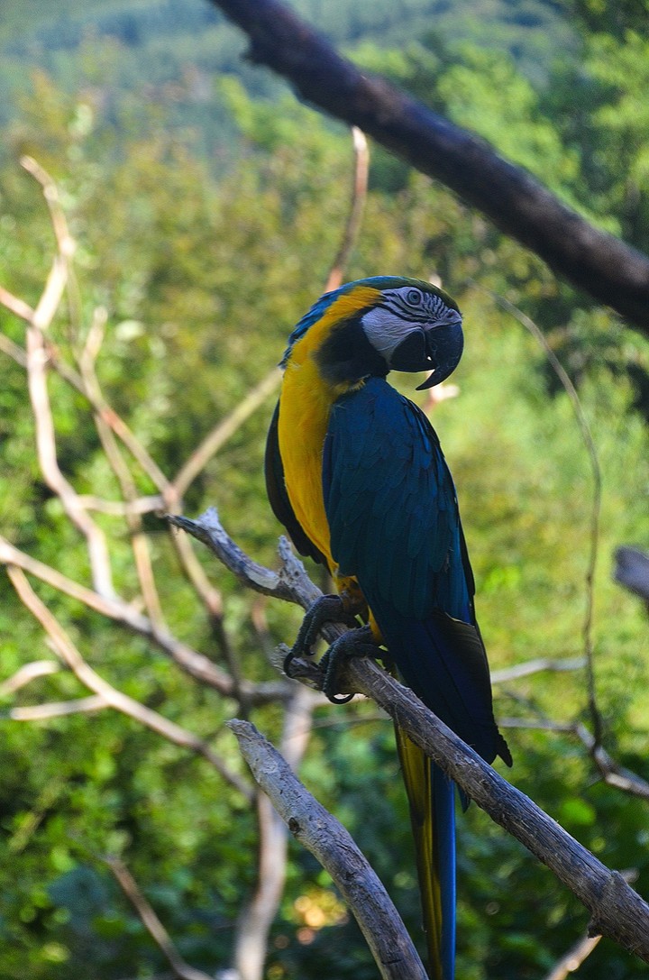 parrot