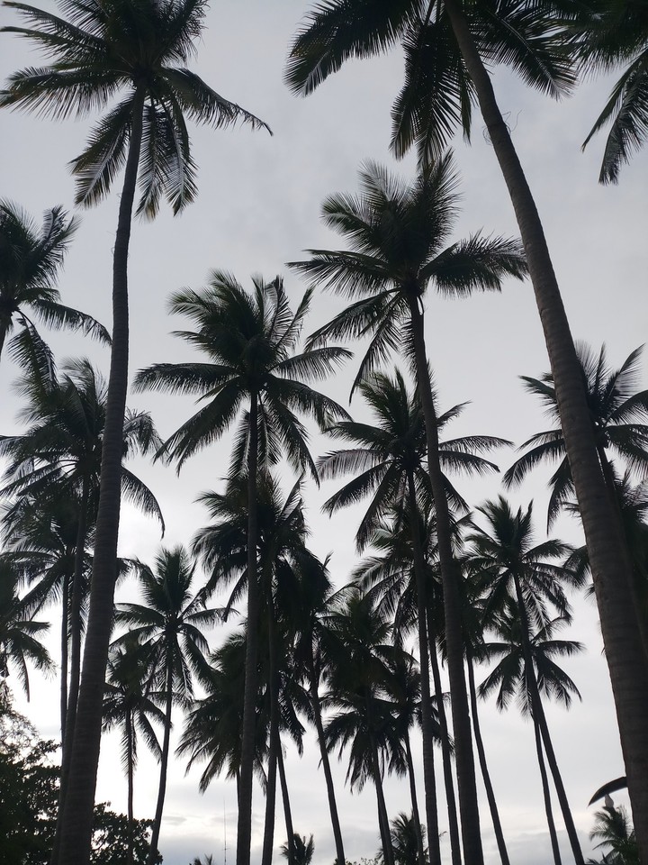 palm