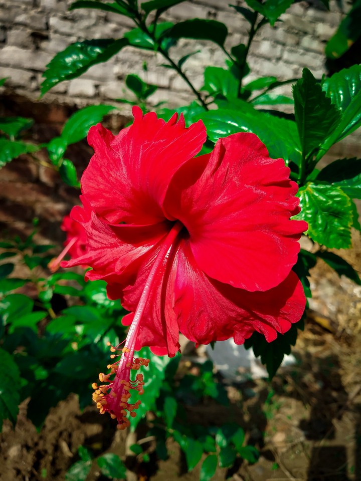 red hibiscus flower
