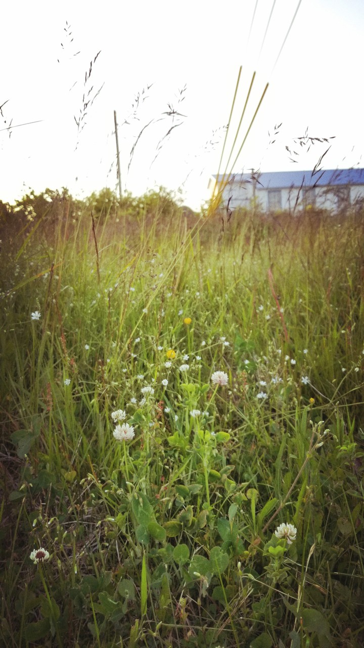 tall grass