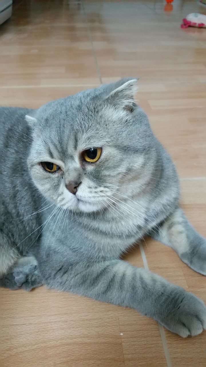 Barsik