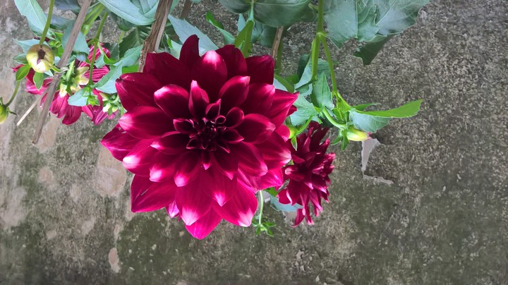 Dahlia