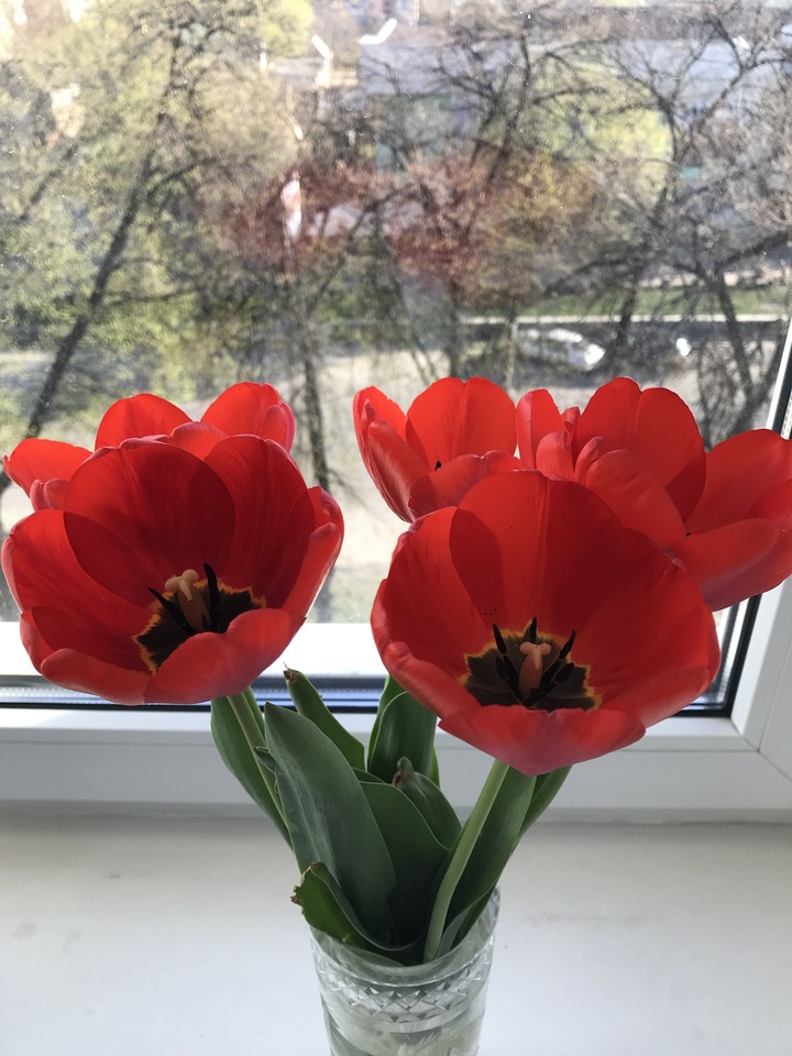 Bunch of tulips