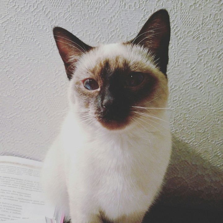 neko