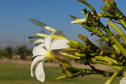 #nature